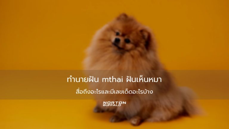 ทำนายฝัน mthai ฝันเห็นหมา สื่อถึงอะไรและมีเลขเด็ดอะไรบ้าง